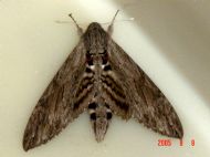 Convolulous Hawk Moth